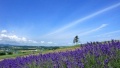 欧美大白日本一地6日游  境外旅游 6880元/人